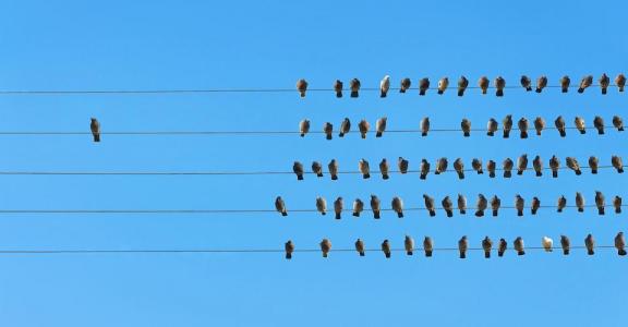 birds sitting on wires