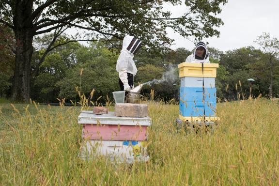 Beekeepers working around hives in protective gear.