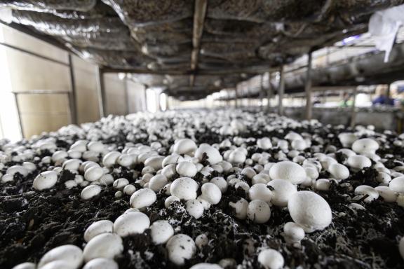 a bed of fresh white button mushrooms growing