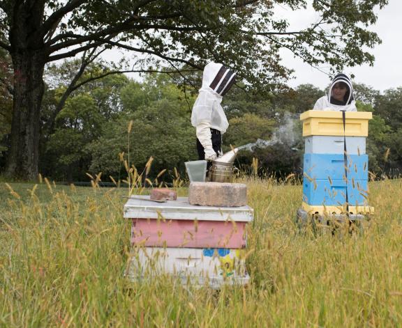 Beekeepers working around hives in protective gear.