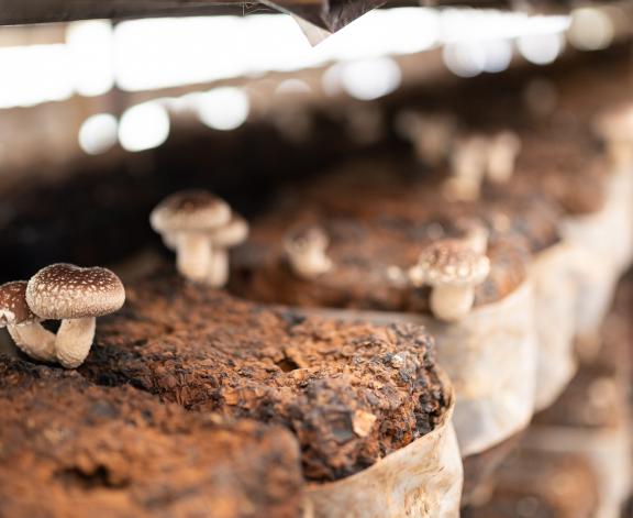 image of a mushroom growing at an indoor farm