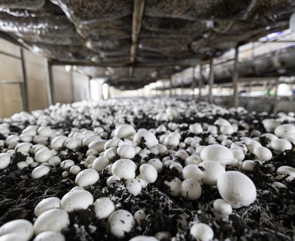 a bed of fresh white button mushrooms growing