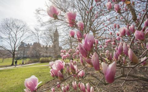 magnolia and Clayton UC tower